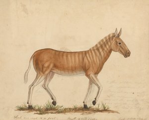 Quagga Zebra tekijältä James Sowerby