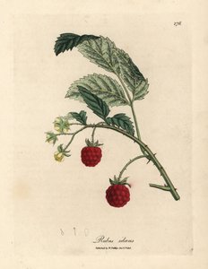 Vadelmapensas kypsillä hedelmillä ja keltaisilla kukilla, Rubus idaeus tekijältä James Sowerby