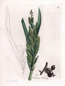Rottinkipalmu - Rotang-ruoko, Calamus rotang. Käsinvärinen kuparilevykaiverrus James Sowerbyn kasvitieteellisestä kuvituksesta William Woodvillesta ja Sir William Jackson Hookerin "" Medical Botany" -teoksesta, John Bohn, Lontoo tekijältä James Sowerby