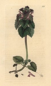 Punainen nokkonen, Lamium purpureum Käsinvärinen kuparikaiverrus James Sowerbyn piirustuksen mukaan James Smithin englantilaiseen kasvitieteeseen tekijältä James Sowerby