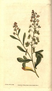 Reseda odorant - Makean tuoksuinen reseda tai mignonette, Reseda odorata. James Sowerbyn käsinvärinen kuparikaiverrus ja kasvitieteellinen kuvitus William Curtisin The Botanical Magazinesta, Lambeth Marsh, Lontoo tekijältä James Sowerby