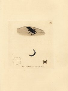 Rove-kuoriainen, Velleius dilatatus (Sahalaitainen Staphylinus, Staphylinus concolor). James Sowerbyn käsinvärinen kuparikaiverrus The British Miscellanysta tai värilliset hahmot uusista, harvinaisista tai vähän tunnetuista eläimistä. tekijältä James Sowerby