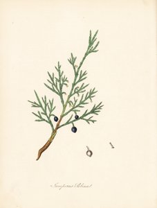 Sabiinikataja - Tavallinen savin tai katajasavin, Juniperus sabina. Otettu James Sowerbyn kuvituksesta William Woodvillesta ja Sir William Jackson Hookerin teoksesta "Medical Botany".