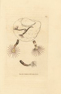 Hiekkamato karmiininpunaisilla tuntoterillä, Amphitrite rosea. James Sowerbyn käsinvärinen kuparikaiverrus The British Miscellanysta tai värillisiä hahmoja uusista, harvinaisista tai vähän tunnetuista eläimistä. tekijältä James Sowerby