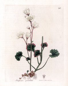 Saxifrage rakeet tai kuplat - Valkoinen saksifrage, Saxifraga granulata. Käsinvärinen kuparilevykaiverrus James Sowerbyn kasvitieteellisestä kuvituksesta William Woodvillesta ja Sir William Jackson Hookerin "" Medical Botany" -teoksesta, John Bohn, Lontoo tekijältä James Sowerby