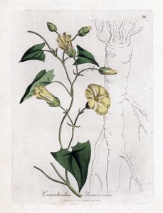 Scamonee - Scammony bindweed, Convolvulus scammonia. Käsinvärinen kuparilevykaiverrus James Sowerbyn kasvitieteellisestä kuvituksesta William Woodvillesta ja Sir William Jackson Hookerin "" Medical Botany" -teoksesta, John Bohn, Lontoo tekijältä James Sowerby