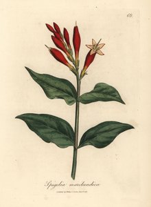 Scarlet-kukkainen intialainen pinkki, Spigelia marilandica tekijältä James Sowerby
