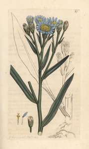 Meriasteri, Tripolium pannonicum subsp. tripolium (Sea starwort, Aster tripolium) (Aster maritime) Käsinvärinen kuparikaiverrus James Sowerbyn kuvituksen jälkeen James Smithin Englannin kasvitieteellisestä lehdestä Lontoossa tekijältä James Sowerby