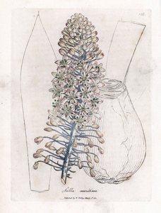 Merisipuli tai squill, Drimia maritima. Käsinvärinen kuparilevykaiverrus James Sowerbyn kasvitieteellisestä kuvituksesta William Woodvillesta ja Sir William Jackson Hookerin "" Medical Botany" -teoksesta, John Bohn, Lontoo tekijältä James Sowerby
