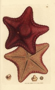 Meritähti tai meritähti, Hippasteria phrygiana (Asterias equestris?). James Sowerbyn käsinvärinen kuparikaiverrus The British Miscellanysta tai värillisiä hahmoja uusista, harvinaisista tai vähän tunnetuista eläimistä. tekijältä James Sowerby