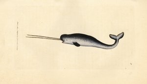 Meriyksisarvinen tai narvala, Monodon monoceros. Harvinainen kaksoishampaita. James Sowerbyn käsinvärinen kuparikaiverrus The British Miscellanysta tai värillisiä hahmoja uusista, harvinaisista tai vähän tunnetuista eläimistä. tekijältä James Sowerby