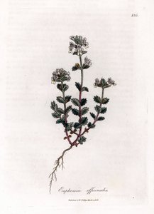 Lyhytnäköinen ruoho - Euphrasia officinalis. Käsinvärinen kuparilevykaiverrus James Sowerbyn kasvitieteellisestä kuvituksesta William Woodvillesta ja Sir William Jackson Hookerin "" Medical Botany" -teoksesta, John Bohn, Lontoo tekijältä James Sowerby