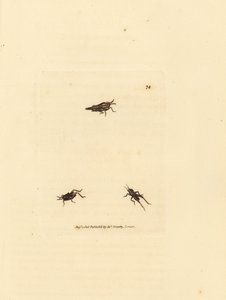 Hoikka heinäsirkka, Tetrix subulata (AWL-muotoinen akrydium, Acrydium subulatum). James Sowerbyn käsinvärinen kuparikaiverrus The British Miscellanysta tai värillisiä hahmoja uusista, harvinaisista tai vähän tunnetuista eläimistä. tekijältä James Sowerby