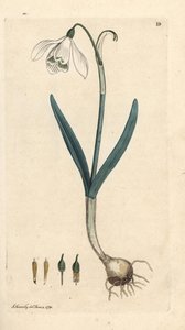 Lumikello, Galanthus nivalis. Käsinvärinen kuparikaiverrus James Sowerbyn kuvituksen jälkeen James Smithin Englannin kasvitieteellisestä lehdestä Lontoossa tekijältä James Sowerby