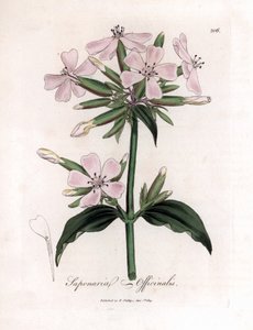 Saippuajuuri, Saponaria officinalis. Käsinvärinen kuparilevykaiverrus James Sowerbyn kasvitieteellisestä kuvituksesta William Woodvillesta ja Sir William Jackson Hookerin "" Medical Botany" -teoksesta, John Bohn, Lontoo tekijältä James Sowerby