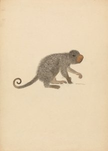 Eteläamerikkalainen porcupine tekijältä James Sowerby
