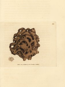 Sieni, Haliclona cinerea (Peruutettu sieni, Spongia cancellata). James Sowerbyn käsinvärinen kuparikaiverrus The British Miscellanysta tai värillisiä hahmoja uusista, harvinaisista tai vähän tunnetuista eläimistä. tekijältä James Sowerby