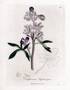 Staphisegar tai ruoho täillä tai ruoho kihti- tai villirypäleillä - Palmated larkspur tai stavesacre, Delphinium staphisagria. Käsinvärinen kuparilevykaiverrus William Woodvillen ja Sir William Jackson H:n James Sowerbyn kasvitieteellisestä kuvituksesta tekijältä James Sowerby