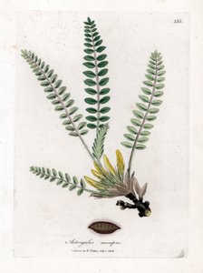 Stemless Astragalus - Varreton maitovirka, Astragalus excapus. Käsinvärinen kuparilevykaiverrus James Sowerbyn kasvitieteellisestä kuvituksesta William Woodvillesta ja Sir William Jackson Hookerin "" Medical Botany" -teoksesta, John Bohn, Lontoo tekijältä James Sowerby