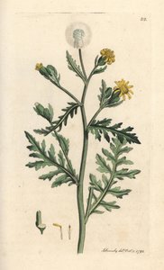 Haiseva tai tahmea pohja, Senecio viscosus (viscous senecon) Käsinvärinen kuparilevykaiverrus James Sowerbyn kuvituksen mukaan James Smithin Englannin kasvitieteellisestä lehdestä Lontoossa tekijältä James Sowerby