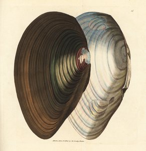 Joutsensimpukka, Anodonta stagnalis (Mytilus stagnalis). James Sowerbyn käsinvärinen kuparikaiverrus The British Miscellanysta tai värillisiä hahmoja uusista, harvinaisista tai vähän tunnetuista eläimistä. tekijältä James Sowerby