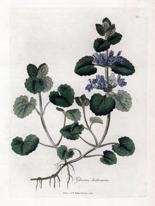 Terrestrial Ivy - Maamuratti, Glecoma hederacea. Käsinvärinen kuparilevykaiverrus James Sowerbyn kasvitieteellisestä kuvituksesta William Woodvillesta ja Sir William Jackson Hookerin "" Medical Botany" -teoksesta, John Bohn, Lontoo tekijältä James Sowerby