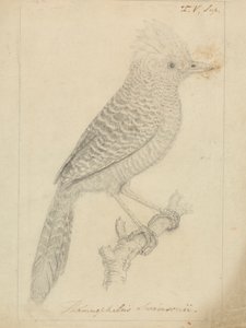 Tufted Antshrike tekijältä James Sowerby