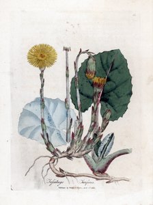 Tuslage or ei aasi - Coltsfoot, Tussilago fara. Käsinvärinen kuparilevykaiverrus James Sowerbyn kasvitieteellisestä kuvituksesta William Woodvillesta ja Sir William Jackson Hookerin "" Medical Botany" -teoksesta, John Bohn, Lontoo tekijältä James Sowerby