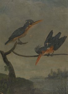 Kaksi kuningaskalastajaa järven vieressä tekijältä James Sowerby