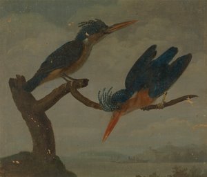 Dois Kingfishers ao lado de um Lakefinnish tekijältä James Sowerby