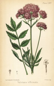 Valerian, Valeriana officinalis. Charlotte Caroline Sowerbyn käsinvärinen litografia James Sowerbyn kuvituksen jälkeen Edward Hamiltonin Flora Homeopathicasta, Bailliere, Lontoo
