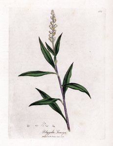 Virginia polygale tai maitoruoho - Senega, Polygala senega. Käsinvärinen kuparikaiverrus James Sowerbyn kasvitieteellisestä kuvituksesta William Woodvillesta ja Sir William Jackson Hookerin "" Medical Botany" -teoksesta, John Bohn, Lontoo tekijältä James Sowerby