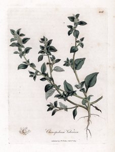 Vuvaire - Haiseva hanhenjalka, Chenopodium vulvaria. Käsinvärinen kuparilevykaiverrus James Sowerbyn kasvitieteellisestä kuvituksesta William Woodvillesta ja Sir William Jackson Hookerin "" Medical Botany" -teoksesta, John Bohn, Lontoo tekijältä James Sowerby