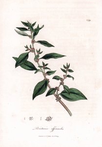 Seinämäinen, Parietaria officinalis. Käsinvärinen kuparilevykaiverrus James Sowerbyn kasvitieteellisestä kuvituksesta William Woodvillesta ja Sir William Jackson Hookerin "" Medical Botany" -teoksesta, John Bohn, Lontoo tekijältä James Sowerby
