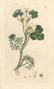 Vesivarisjalka, Ranunculus aquatilis (Aquatic Buttercup) Käsinvärinen kuparikaiverrus James Sowerbyn kuvituksen jälkeen James Smithin Englannin kasvitieteestä Lontoossa tekijältä James Sowerby