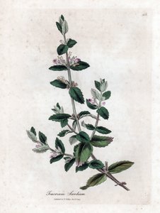 Water germandree - Vesigermander, Teucrium scordium. Käsinvärinen kuparilevykaiverrus James Sowerbyn kasvitieteellisestä kuvituksesta William Woodvillesta ja Sir William Jackson Hookerin "" Medical Botany" -teoksesta, John Bohn, Lontoo tekijältä James Sowerby