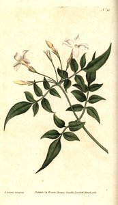 Valkoinen jasmiini (tai Jasmine officinal) - tavallinen jasmiini tai jessamiini, Jasminum officinale. James Sowerbyn käsinvärinen kuparikaiverrus ja kasvitieteellinen kuvitus William Curtisin The Botanical Magazinesta, Lambeth Marsh, Lontoo tekijältä James Sowerby
