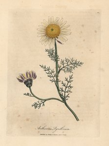 Valkoinen ja keltainen espanjakamomilla, Anthemis pyrethrum tekijältä James Sowerby