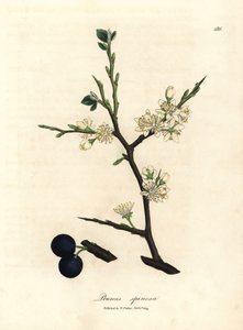Sloe-puun, Prunus spinosa, valkoinen kukka ja siniset marjat tekijältä James Sowerby