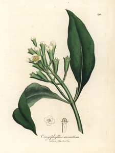 Valkokukkainen maustepuu, Caryophyllus aromaticus tekijältä James Sowerby
