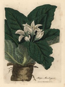 Valkoinen kukka mandragora, Atropa mandragora tekijältä James Sowerby