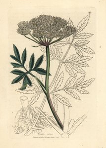 Valkokukkainen vesihemlock, Cicuta virosa tekijältä James Sowerby