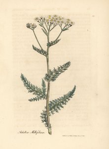 Valkoinen kukkainen siankärsämö tai maitolehti, Achillea millefolium tekijältä James Sowerby