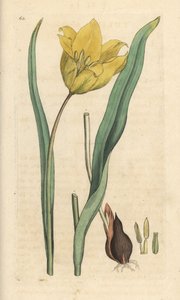 Villi tulppaani, Tulipa sylvestris (villi tulppaani) Käsinvärinen kuparikaiverrus James Sowerbyn kuvituksen jälkeen James Smithin Englannin kasvitieteellisestä lehdestä Lontoossa tekijältä James Sowerby
