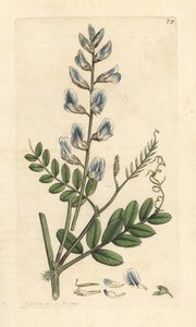 Puuvirna, Vicia sylvatica (vesce des bois) Käsinvärinen kuparikaiverrus James Sowerbyn kuvituksen mukaan James Smithin Englannin kasvitieteestä Lontoossa tekijältä James Sowerby