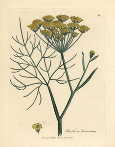 Keltakukkainen fenkoli, Anethum foeniculum tekijältä James Sowerby