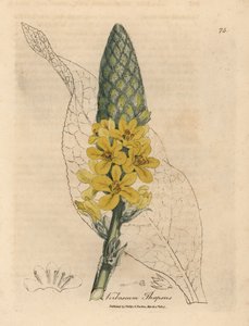 Keltakukkainen suurileveälehtinen mullein, Verbascum thapsus tekijältä James Sowerby