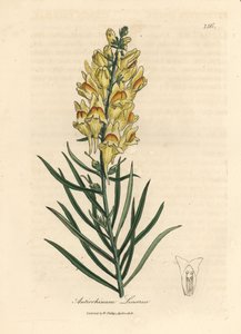 Keltakukkainen snapdragon, Antirrhinum linaria