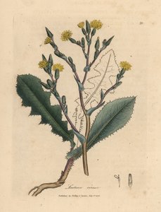 Keltakukkainen villisalaatti, Lactuca virosa