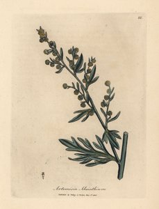 Keltakukkainen koiruoho, Artemisia absinthium